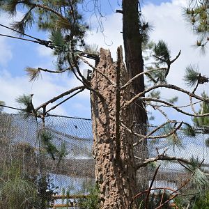 Disguised Aviary Support