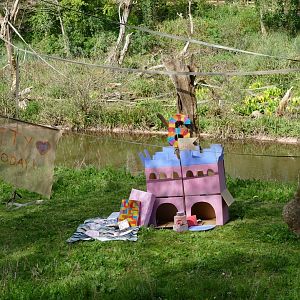 Bornean orangutan birthday, 11 April 2019