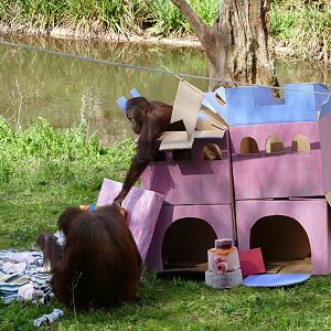 Bornean orangutan birthday, 11 April 2019