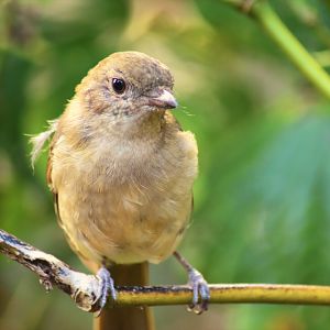 Norfolk Island Golden Whistler, Pachycephala pectoralis xanthoprocta
