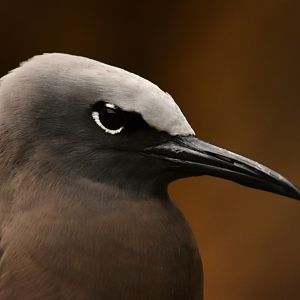 Common Noddy, Anous stolidus