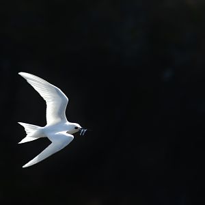White Tern, Gygis alba