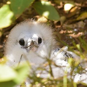 Red-tailed Tropicbird, Phaethon rubricauda