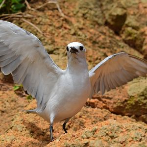 Grey Ternlet, Procelsterna albivitta