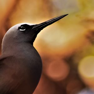 Black Noddy, Anous minutus