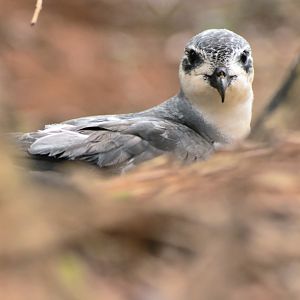 Black-winged Petrel, Pterodroma nigripennis
