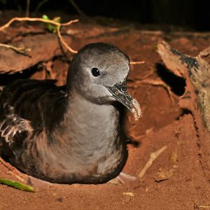 Wedge-tailed Shearwater, Puffinus pacificus