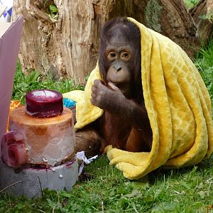 Bornean orangutan birthday, 11 April 2019