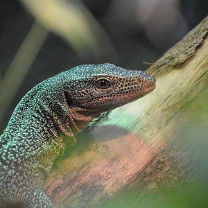 Turquoise monitor (Varanus caerulivirens)