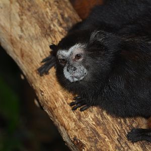 Weddell's saddle-back tamarin (Leontocebus weddelli weddelli)