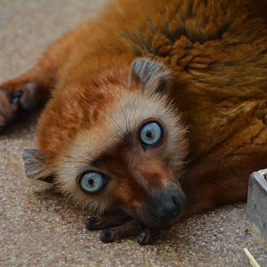 Blue-eyed black lemur (Eulemur flavifrons)