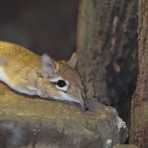 Rufous elephant shrew (Elephantulus rufescens)