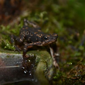 Nassau harlequin toad (Atelopus hoogmoedi nassaui)