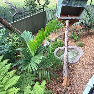 Green Iguana Enclosure