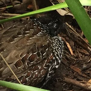 Black Breasted Button Quail