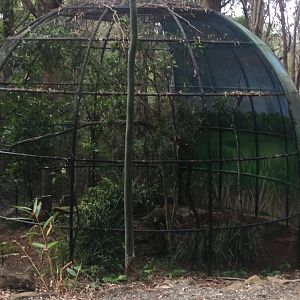 Tawny Frogmouth Aviary