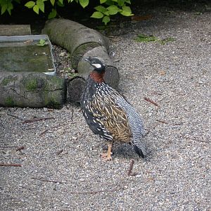 Black Francolin - Francolinus francolinus