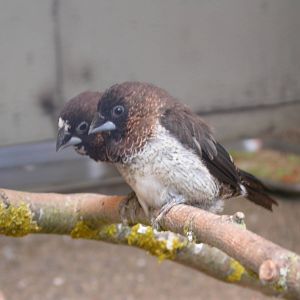 Supposed Spice Finch - Lonchura punctulata