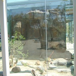 EO rattlesnake exhibit