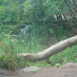 Doue July 06 Leopard 11