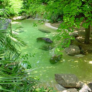 Doue July 06 Pygmy Hippo1