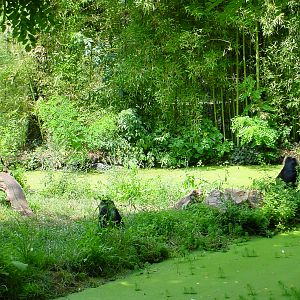 Doue July 06 Lion tailed macaques