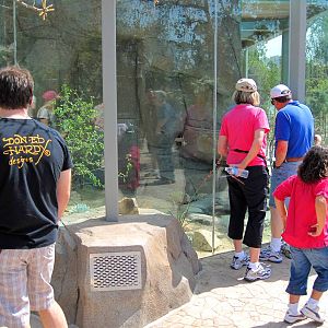 Elephant Odyssey - Rattlesnakes