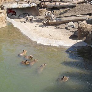Elephant Odyssey - Tapir and Capybara