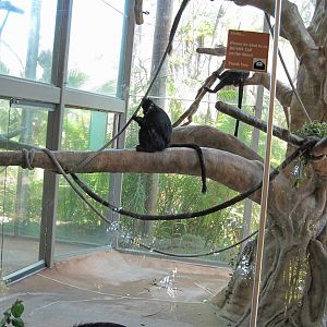 Francois' Langurs