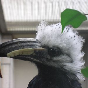 White-crested Hornbill