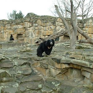 Sloth Bear Enclosure