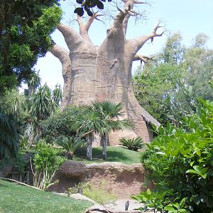 Fake Baobab tree in lemur enclosure at Fuengirola Zoo, 30 April 2009