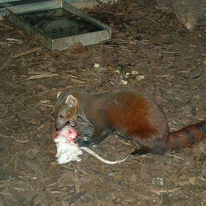 Madagascar Ring-tailed Mongoose