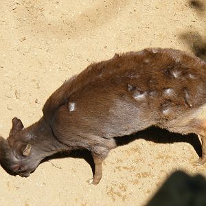 Blue duiker at Fuengirola Zoo, 30 April 2009