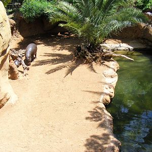 Pygmy hippo enclosure at Fuengirola Zoo, 30 April 2009