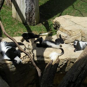Kikuyu colobus monkeys at Fuengirola Zoo, 30 April 2009