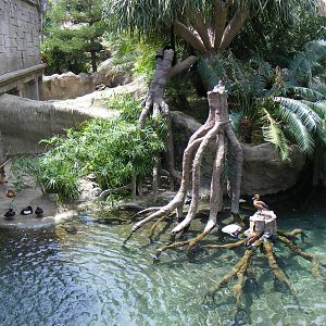 Turtle enclosure at Fuengirola Zoo, 30 April 2009