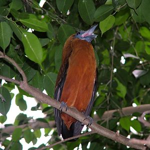 Capuchin Bird at NOP, Veldhoven 16/05/09