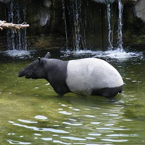 Malayan tapir at Fuengirola Zoo, 30 April 2009