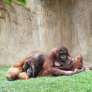 Nakal, Mukah and Banggi the Bornean orangutans at Fuengirola Zoo, 30 April
