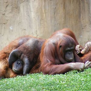 Nakal, Mukah and Banggi the Bornean orangutans at Fuengirola Zoo, 30 April