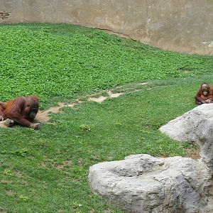 Mukah and Banggi the Bornean orangutans at Fuengirola Zoo, 30 April 2009
