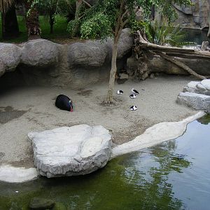 Southern cassowary enclosure at Fuengirola Zoo, 30 April 2009