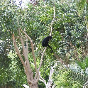 Buff-cheeked gibbon at Fuengirola Zoo, 30 April 2009
