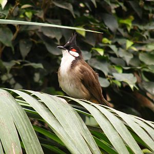 Red-whiskered bulbul at Fuengirola Zoo, 30 April 2009