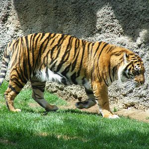 Sumatran tiger at Fuengirola Zoo, 30 April 2009