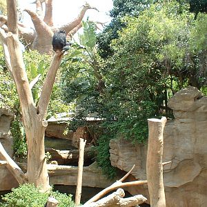 Chimp at Fuengirola Zoo, 30 April 2009