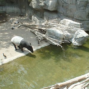 Malayan tapir at Fuengirola Zoo, 30 April 2009