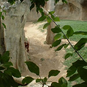 Banggi the Bornean orangutan at Fuengirola Zoo, 30 April 2009