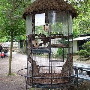Prevost's Squirrel enclosure at NOP, Veldhoven 16/05/09